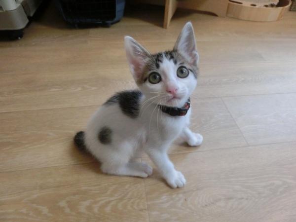 センター譲渡猫No.4365の写真