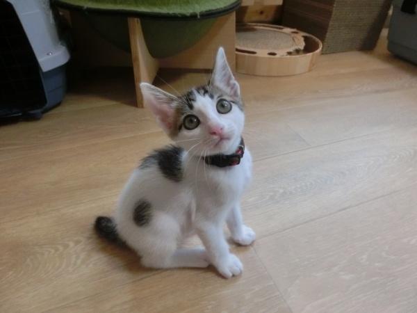 センター譲渡猫の写真2