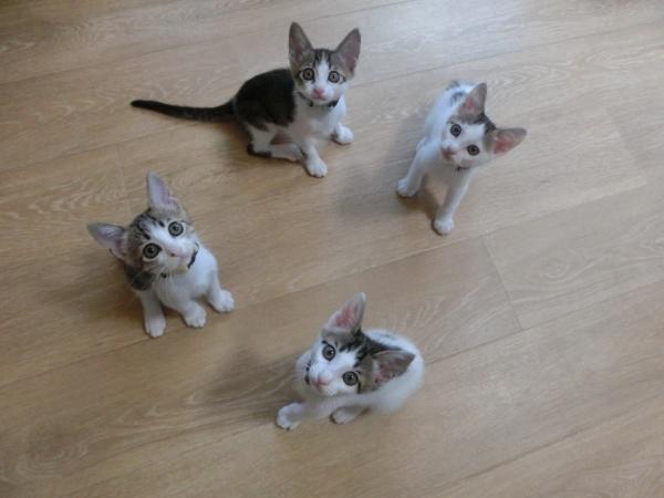 センター譲渡猫の写真3