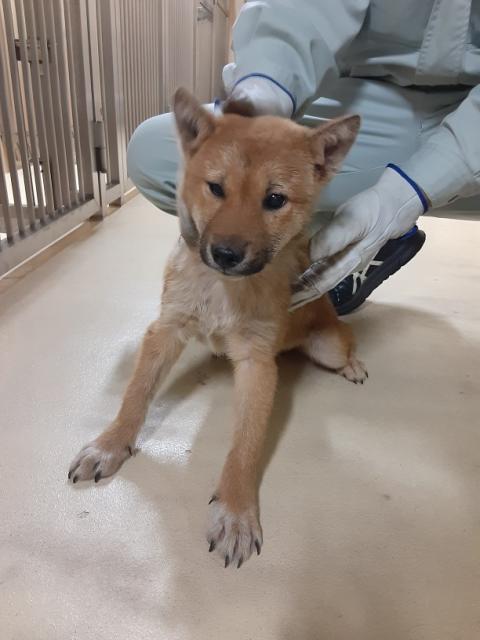 団体譲渡犬No.4400の写真