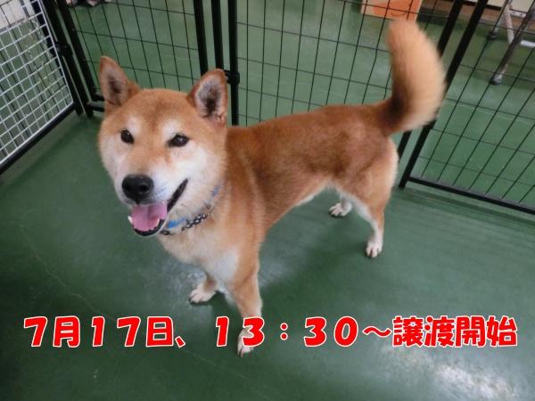 センター譲渡犬No.4409の写真