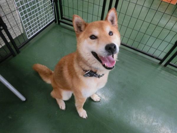 センター譲渡犬の写真2