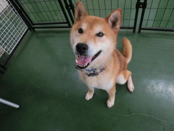 センター譲渡犬の写真3