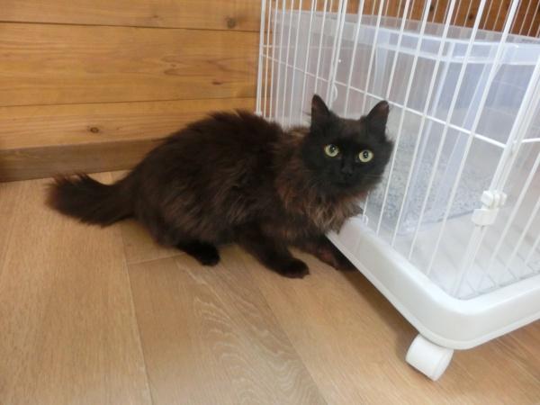 センター譲渡猫の写真2