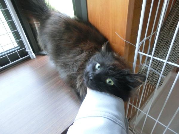 センター譲渡猫の写真3