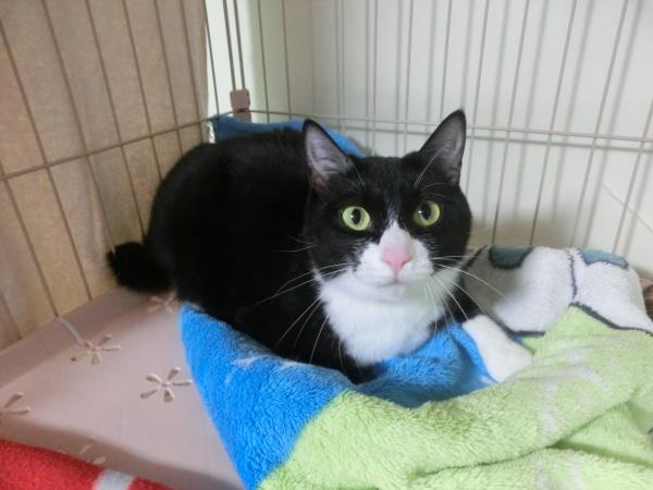 センター譲渡猫No.4831の写真