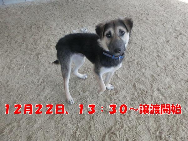 センター譲渡犬No.4684の写真