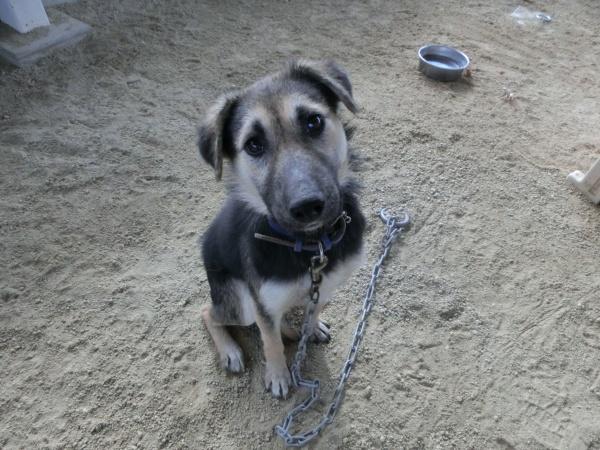 センター譲渡犬の写真2