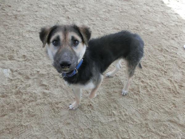 センター譲渡犬の写真3