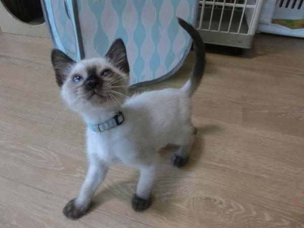 センター譲渡猫の写真2