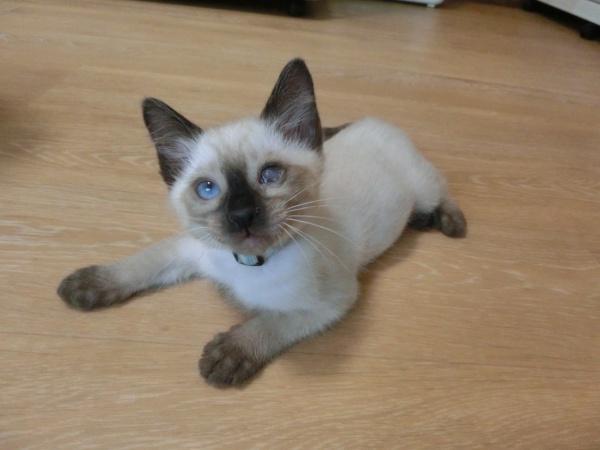 センター譲渡猫の写真3