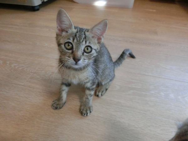 センター譲渡猫No.4654の写真