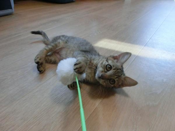 センター譲渡猫の写真2