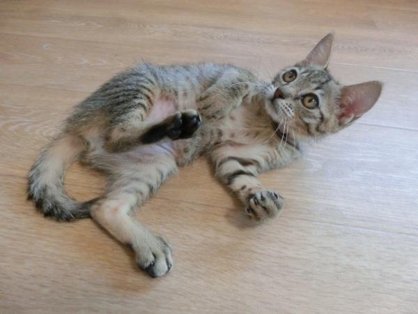 センター譲渡猫の写真3