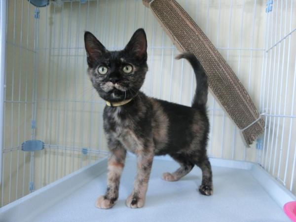 センター譲渡猫No.4464の写真