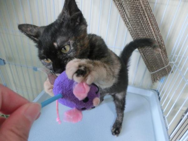 センター譲渡猫の写真3