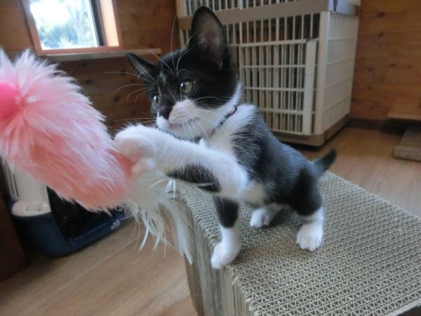 センター譲渡猫の写真2