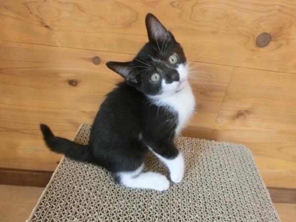 センター譲渡猫の写真3