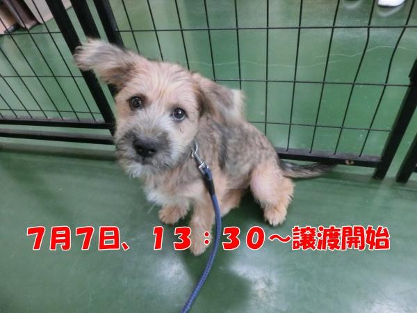 センター譲渡犬No.4316の写真