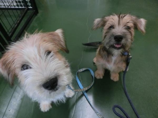 センター譲渡犬の写真3