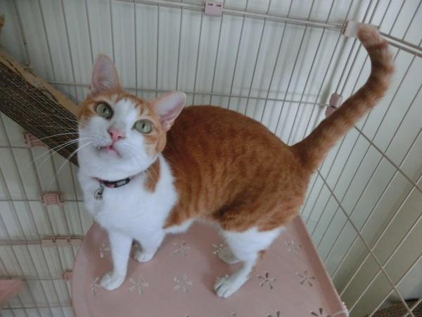 センター譲渡猫No.4485の写真
