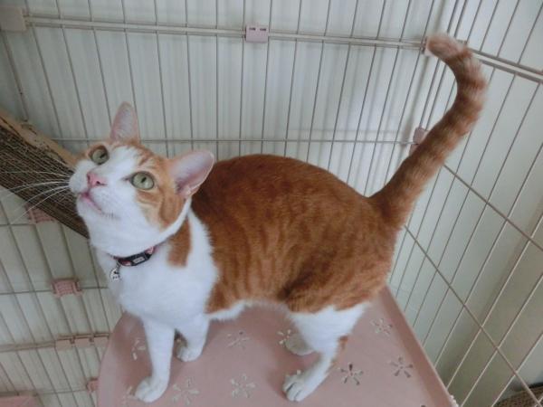 センター譲渡猫の写真2