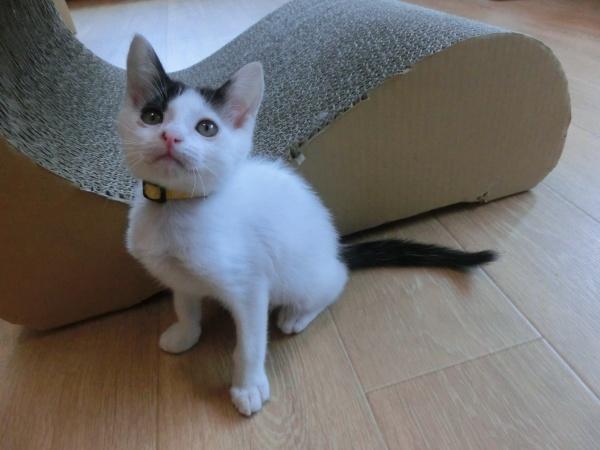 センター譲渡猫No.4361の写真