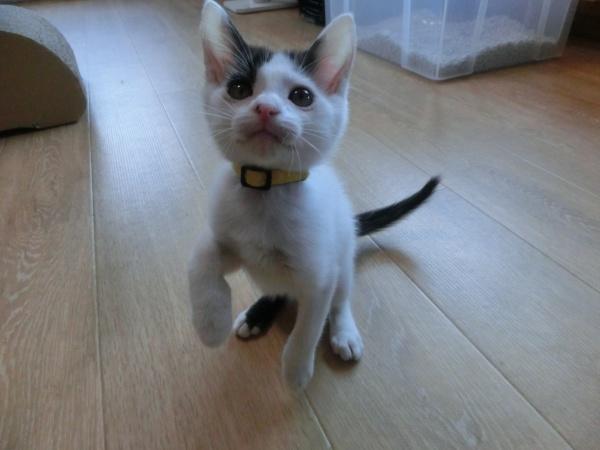 センター譲渡猫の写真2