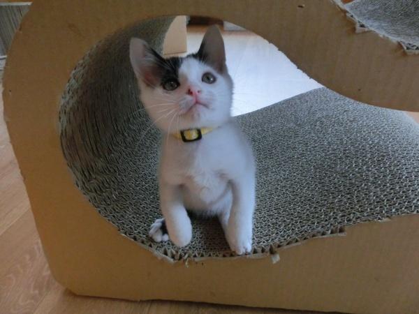 センター譲渡猫の写真3