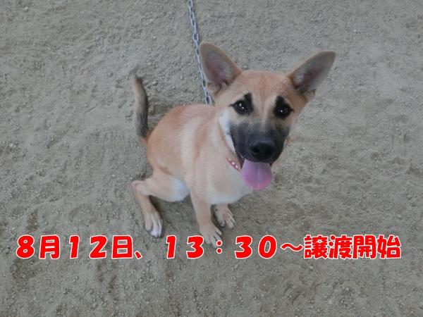 センター譲渡犬No.4482の写真