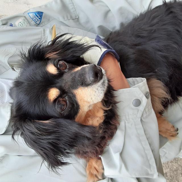 団体譲渡犬No.4538の写真