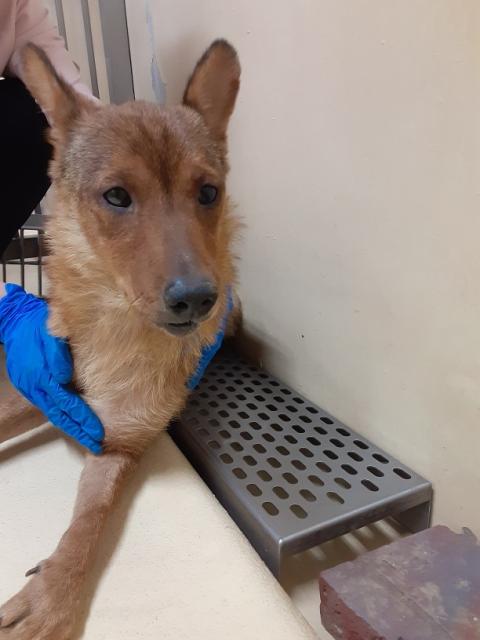 団体譲渡犬No.4505の写真