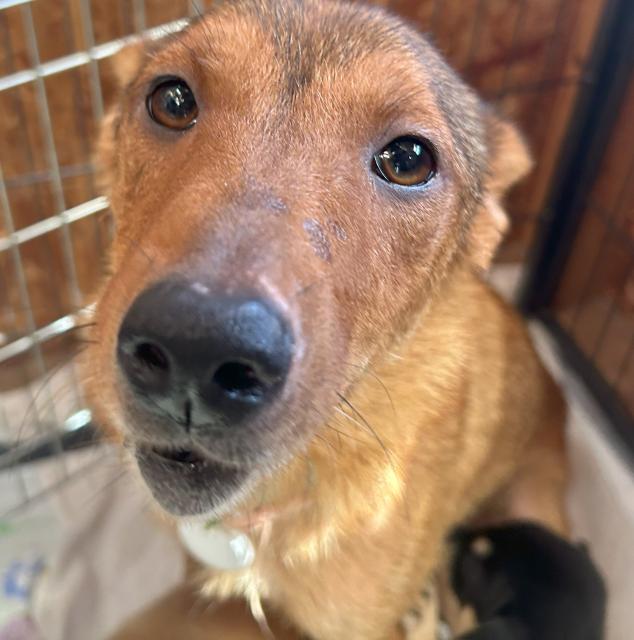 団体譲渡犬の写真2