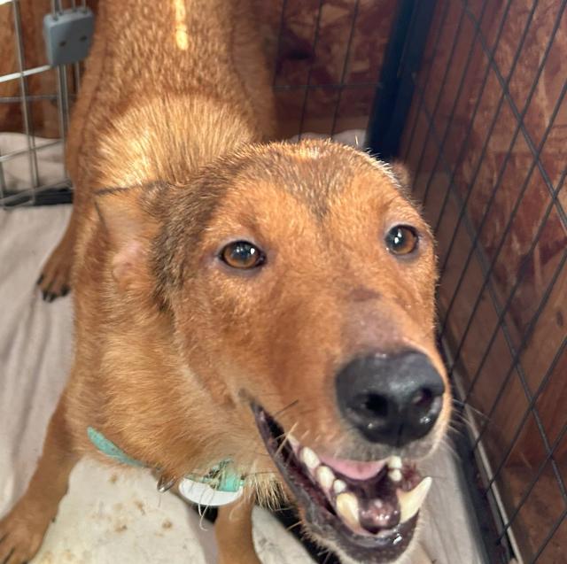 団体譲渡犬の写真3