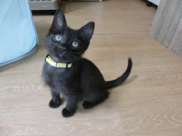 センター譲渡猫No.4223の写真