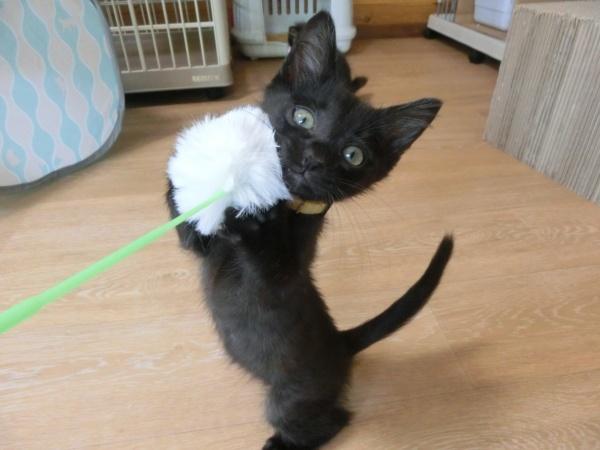 センター譲渡猫の写真2