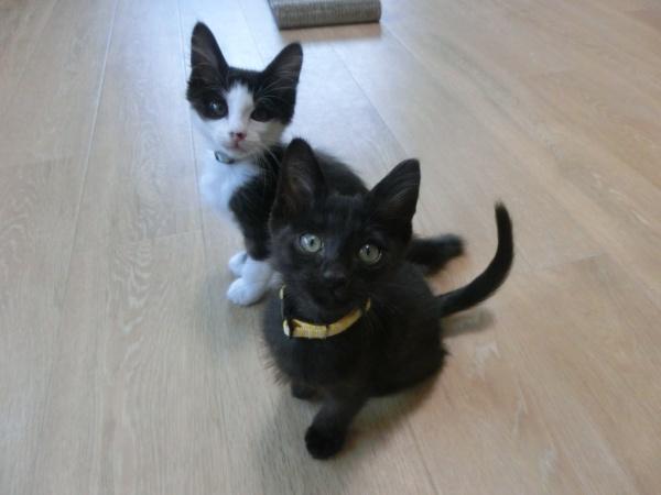 センター譲渡猫の写真3
