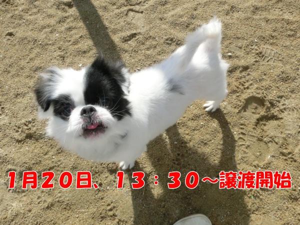 センター譲渡犬No.4797の写真