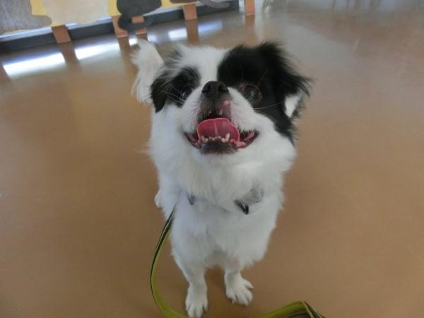 センター譲渡犬の写真2