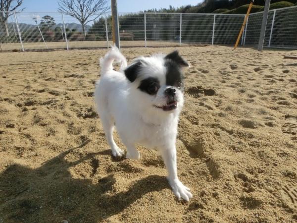 センター譲渡犬の写真3