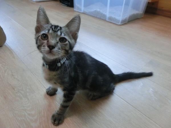 センター譲渡猫No.4337の写真