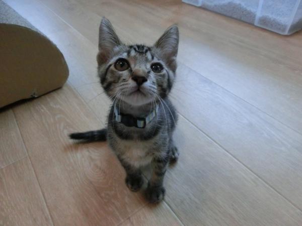 センター譲渡猫の写真2