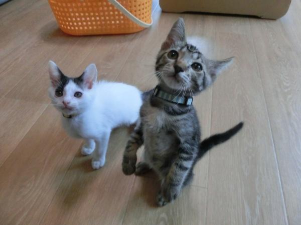 センター譲渡猫の写真3
