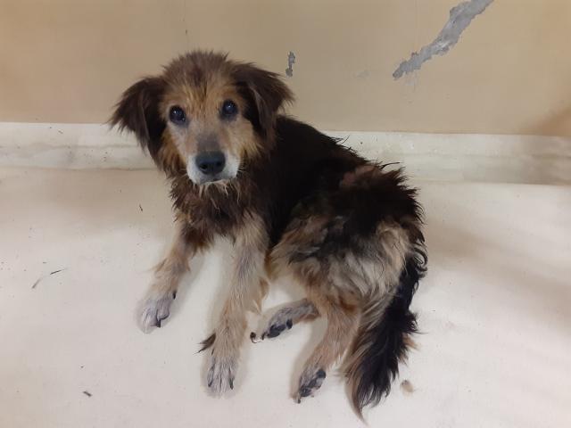 収容犬No.D1870の写真