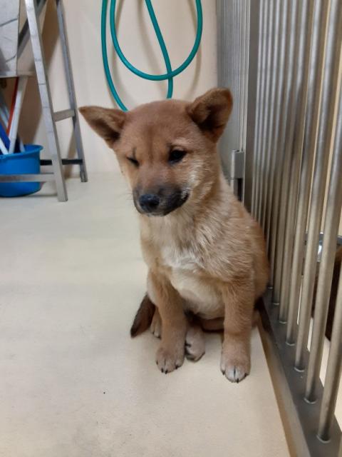 収容犬No.D1992の写真
