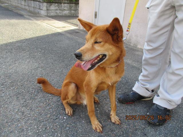 収容犬の写真1