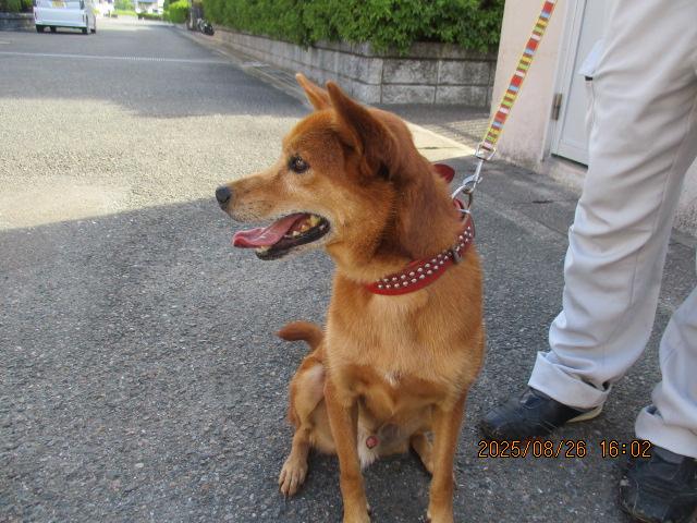 収容犬の写真2