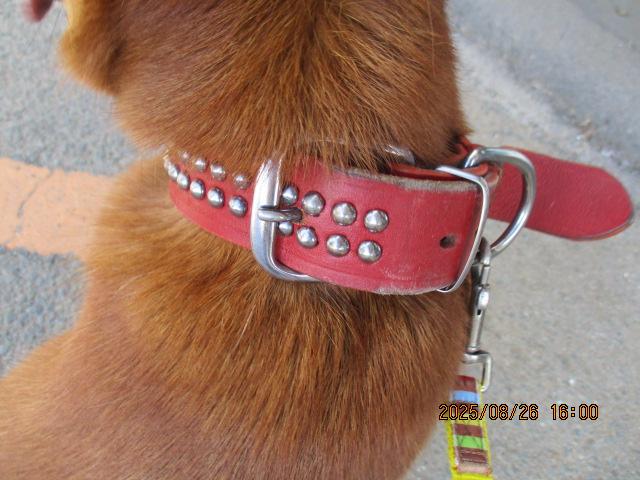 収容犬の写真3