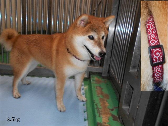 収容犬No.D1914の写真