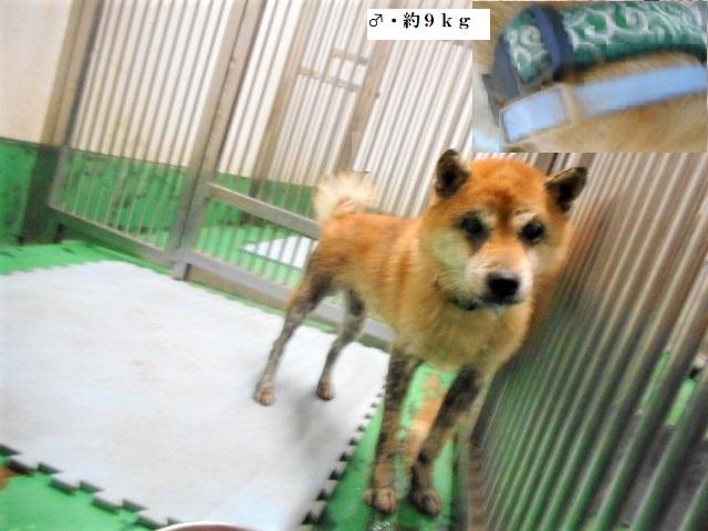 収容犬No.D1880の写真